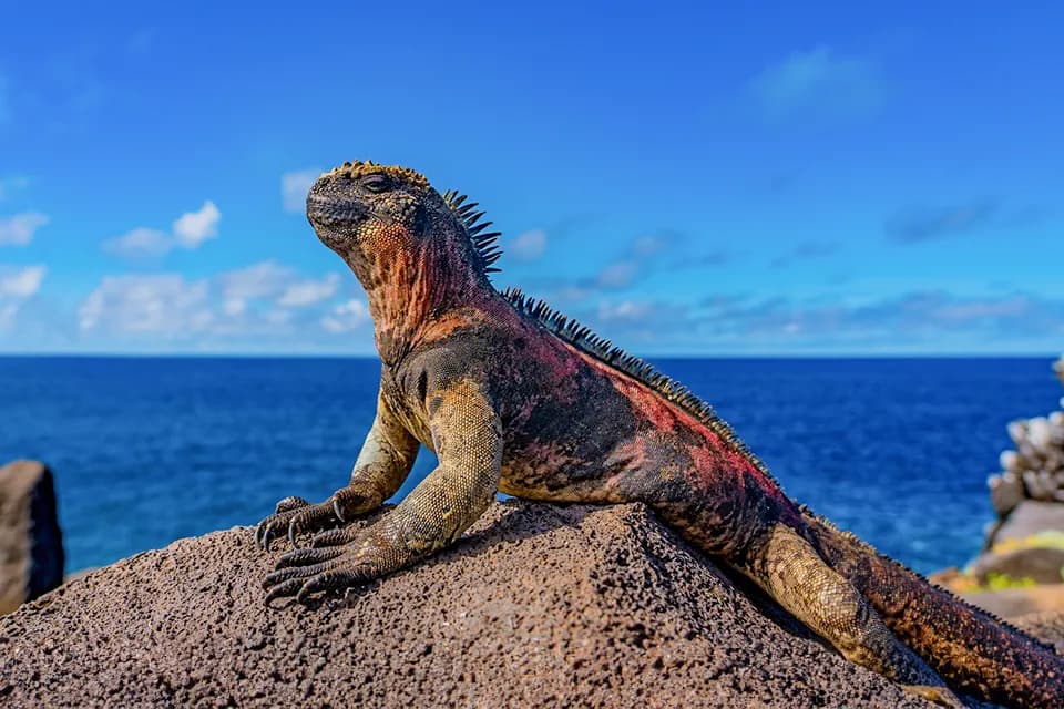 Galápagos sea lion on turquoise coastline — photo 1 of 6